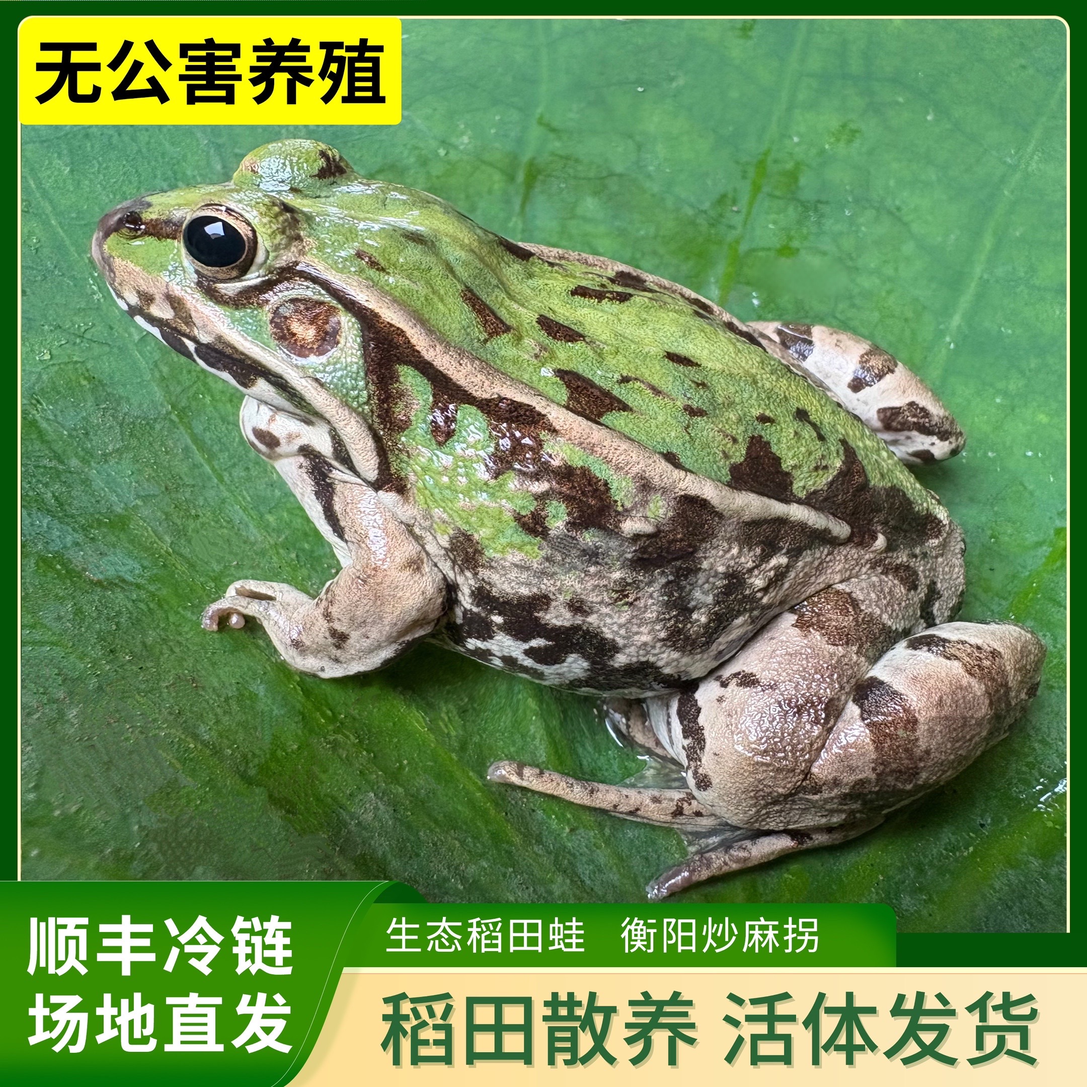 【鲜活大蛙】青蛙 衡阳鲜活麻拐 生态稻田蛙 非牛蛙 冷链运输