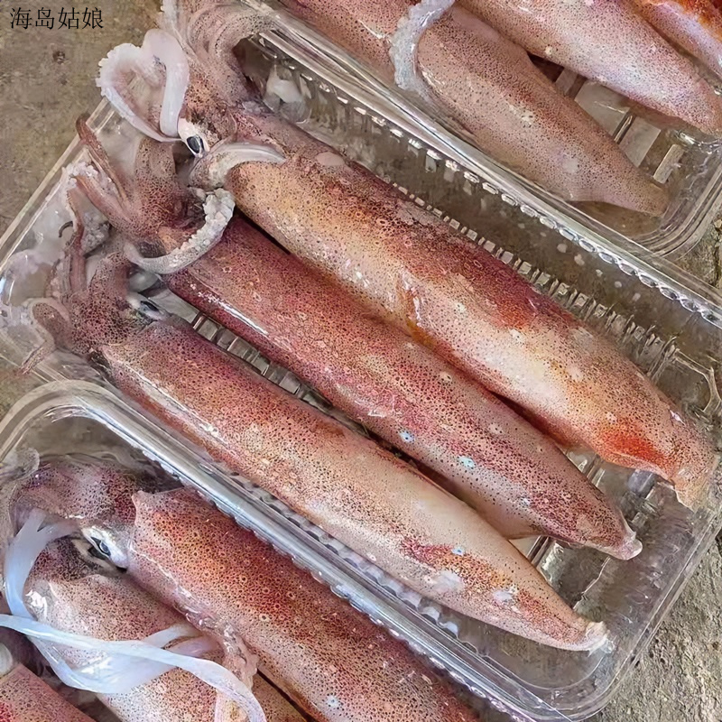 手钓中管鱿鱼东山岛活冻火箭管乌贼枪鱿鱼新鲜笔管大鱿鱼