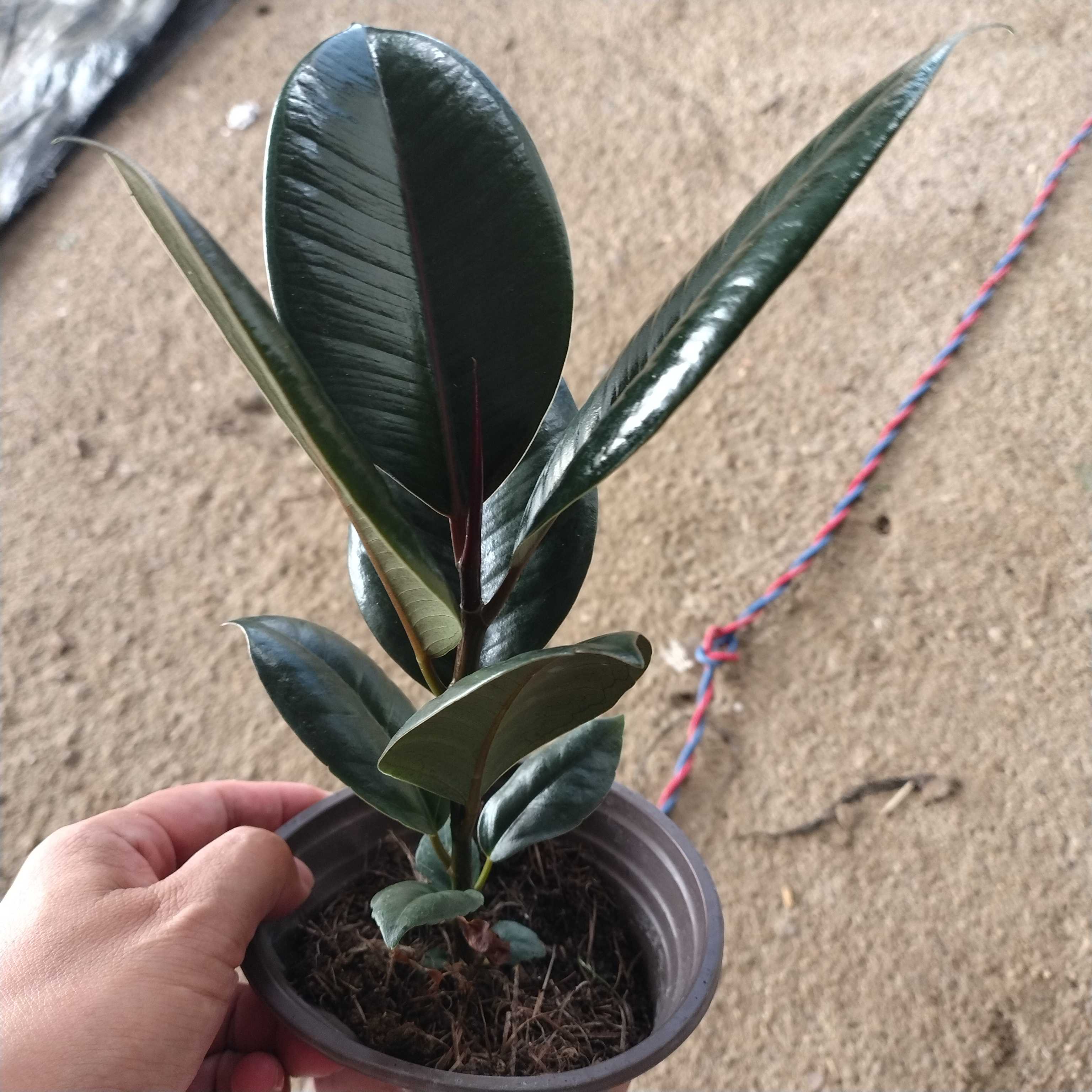 黑金刚橡皮树盆栽室内四季长青净化空气绿色观叶绿植植物