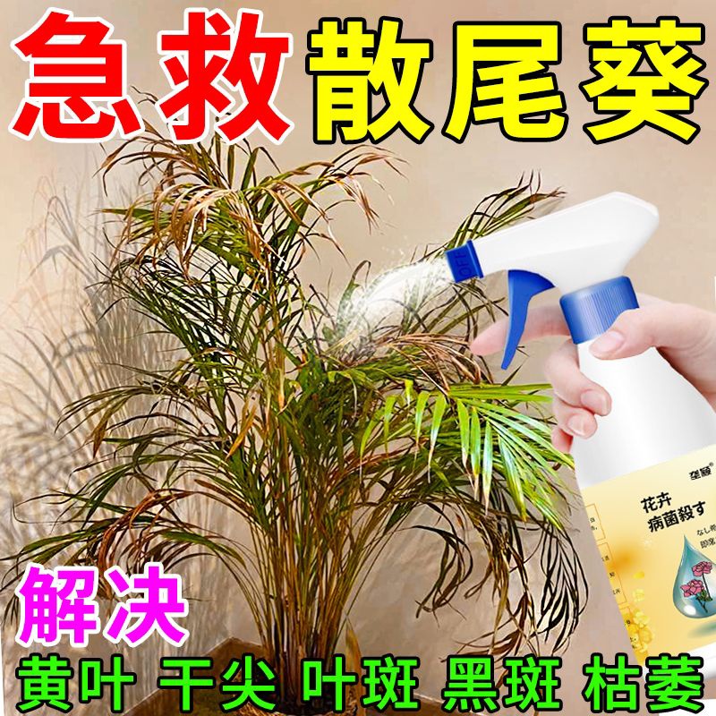 散尾葵叶子黑斑点干黄焦尖营养液黑斑枯萎叶枯叶片稀疏促生长肥料