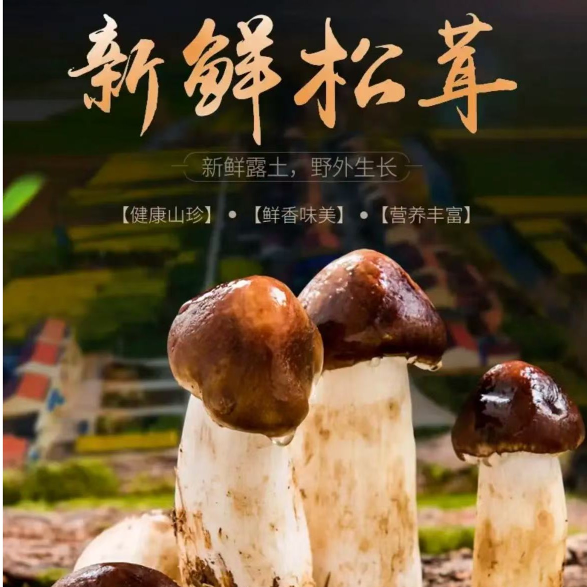 新鲜赤松茸2斤带箱【顺丰/JD快递】姬松茸大球盖菇食用菌当季鲜菌菇