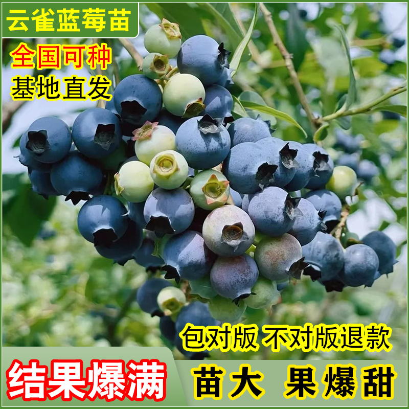 新品种南高从云雀蓝莓树果苗南方北方种植地栽盆栽正宗蓝莓果树苗