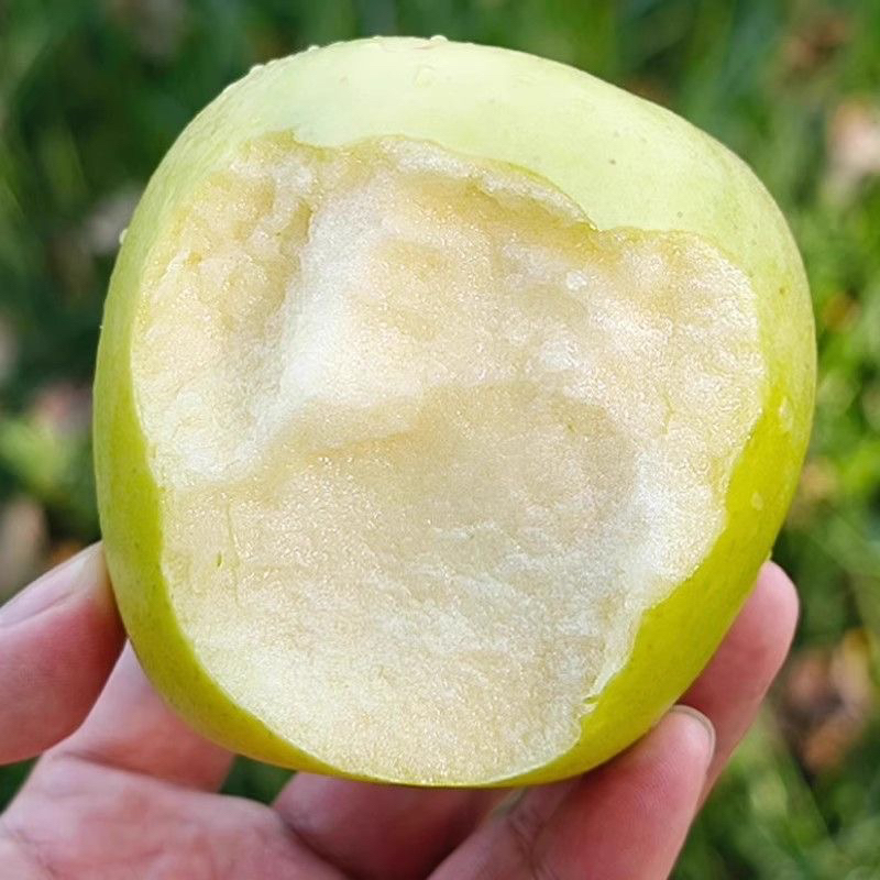 陕西白水瑞雪苹果新鲜脆甜多汁玫瑰香青苹果产地直发整箱包邮