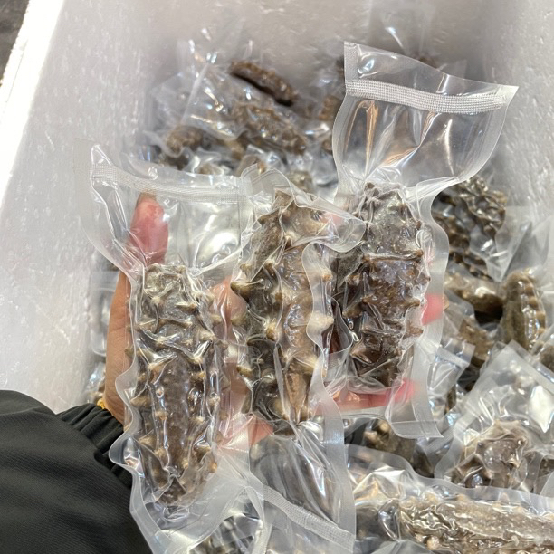 千菡食材 即食海参 单个装500g 鲜活加工Q弹有嚼劲 送礼