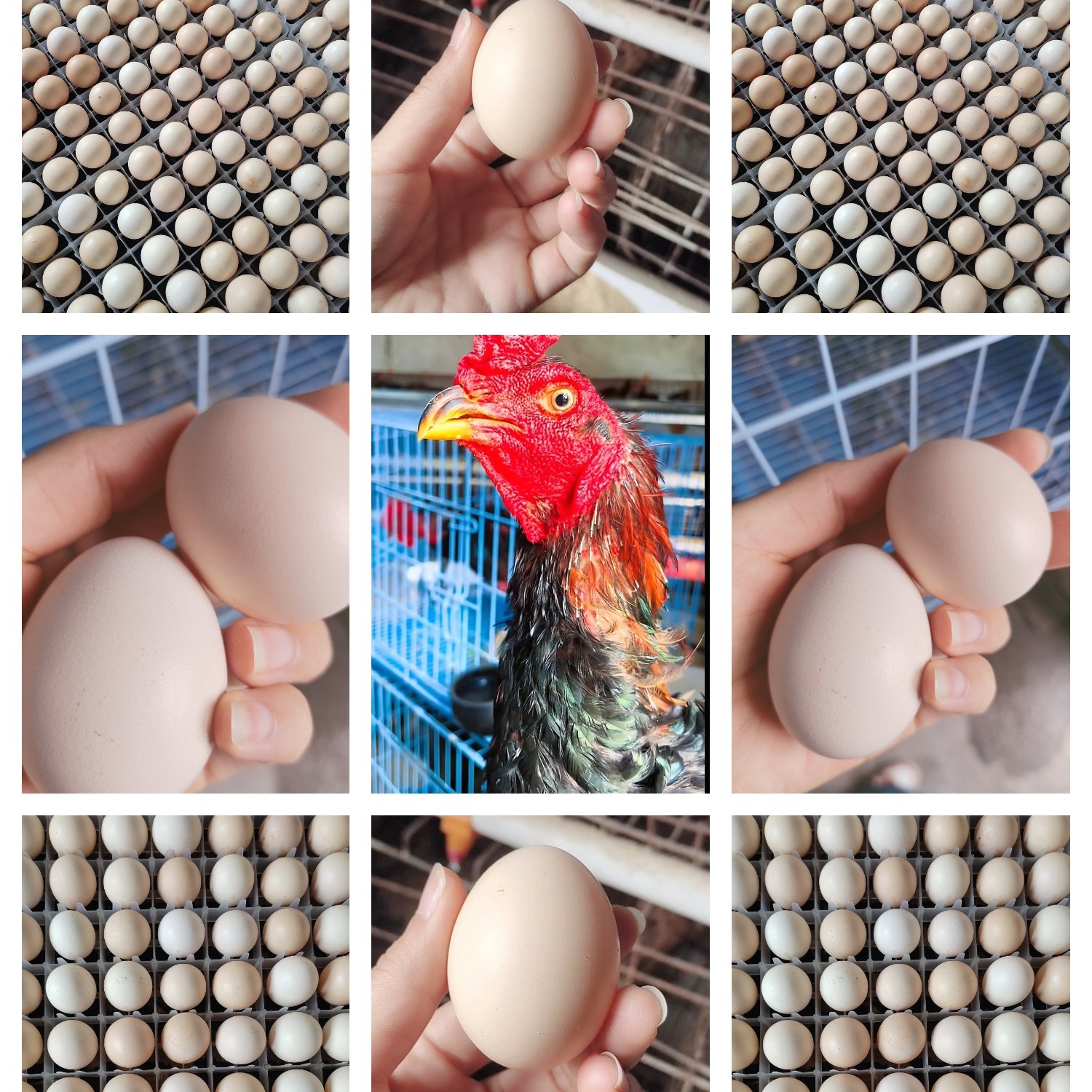 15枚当天新鲜纯种越南斗鸡蛋可孵化，包百分之八十受精率