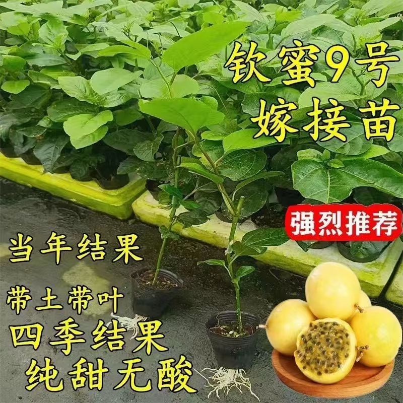 广西钦蜜9号树苗嫁接苗超甜黄金百香果树苗四季爬藤南方种植大果
