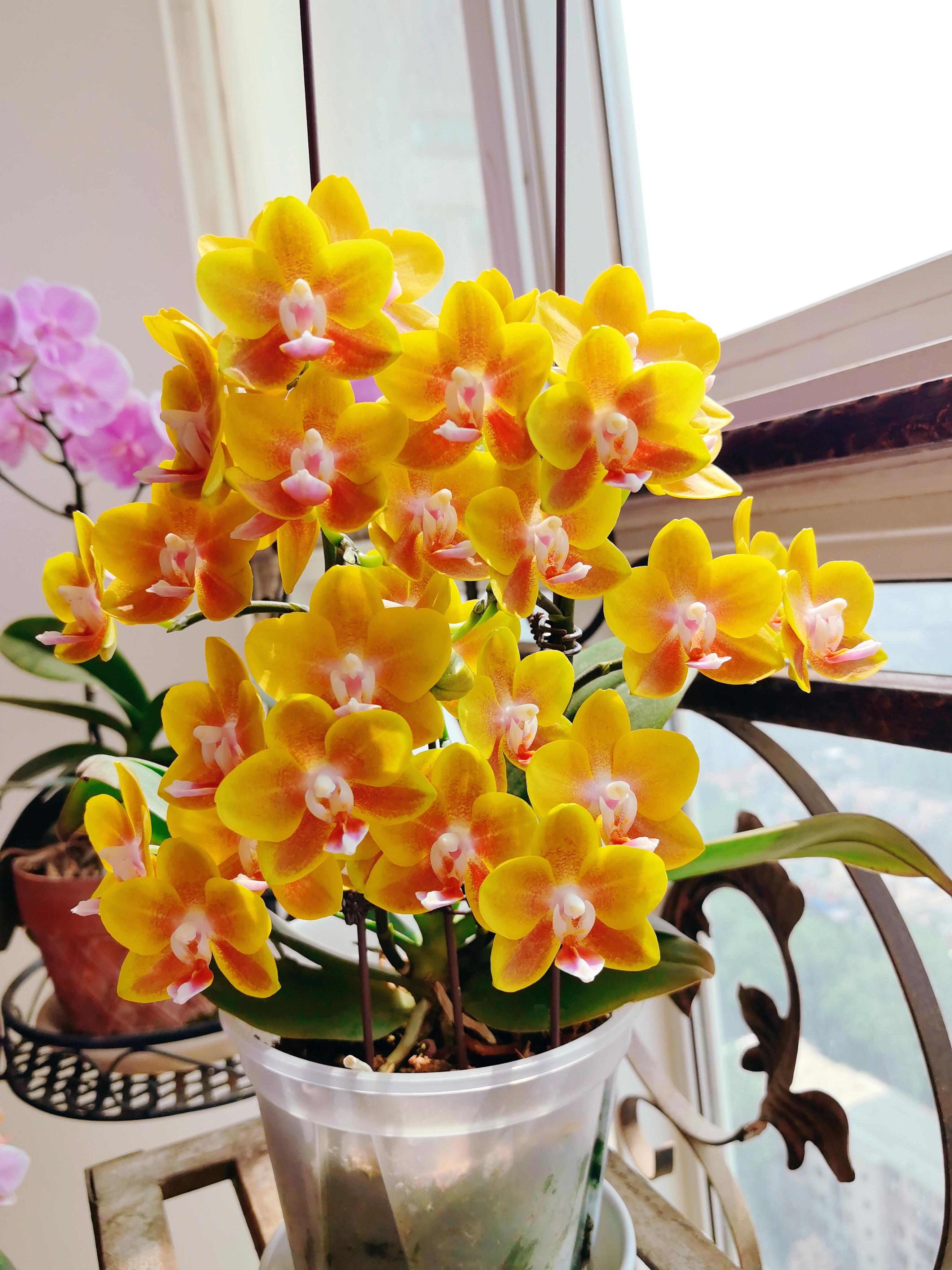 【香王2花剑蝴蝶兰】蝴蝶兰开花好看客厅卧室观赏绿植优选盆