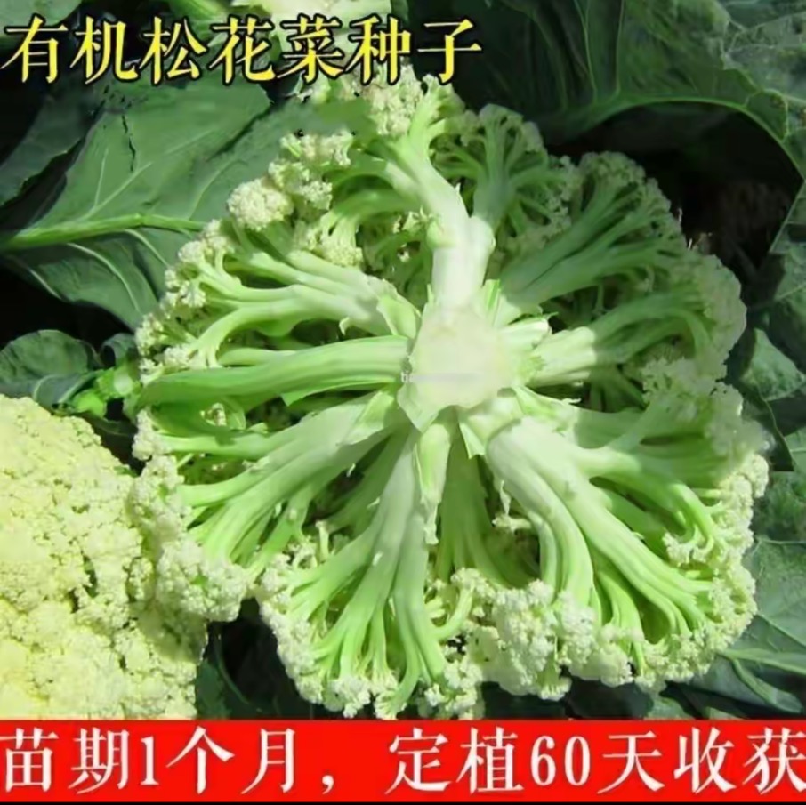 【青梗松花菜种子】青梗松花菜种子四季特色菜花春秋播种