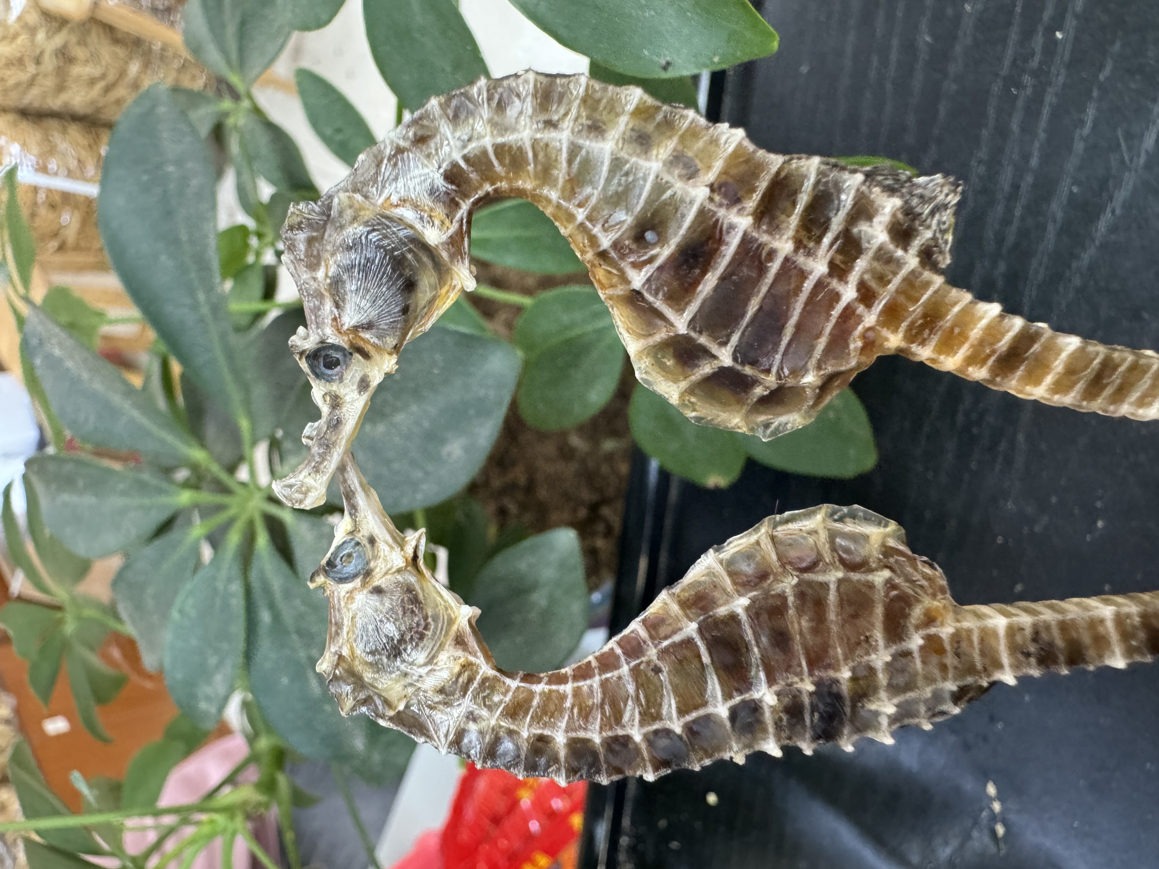 【翠凤】海马 公母搭配  搭配海龙田七黄芪片煲汤泡酒 带溯源码