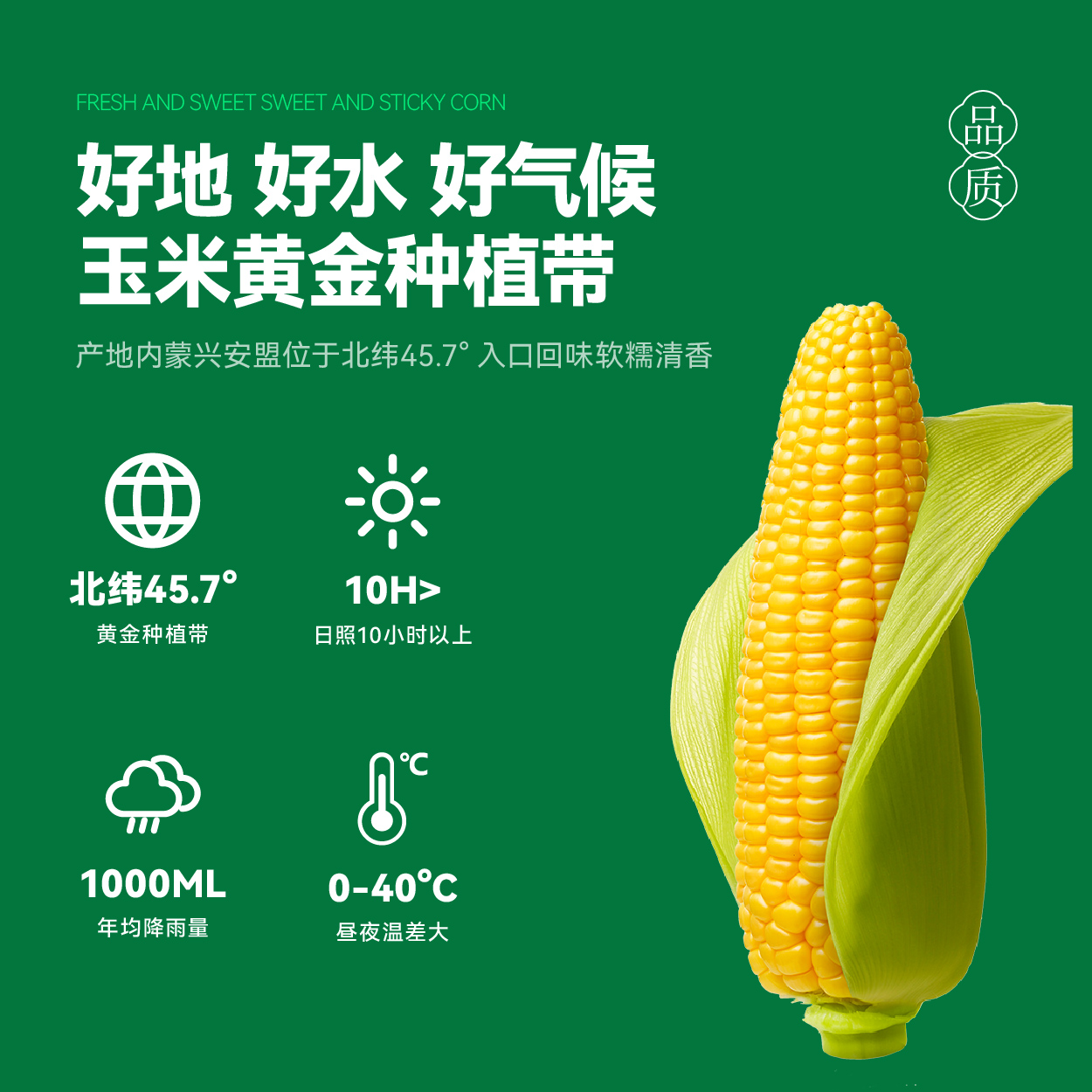 厂家直发内蒙古黄糯玉米软糯香甜整箱5斤