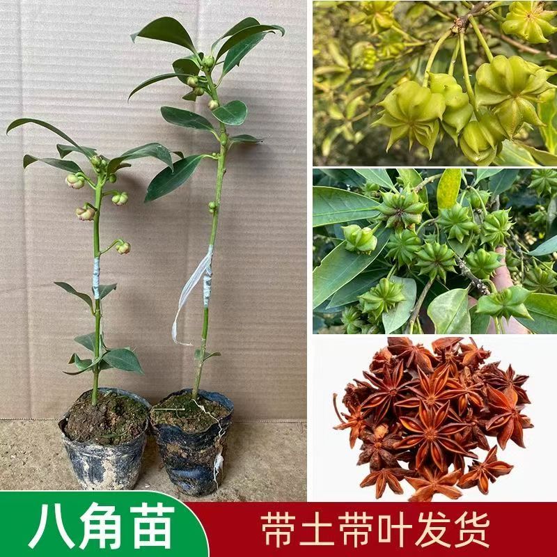八角树苗嫁接苗高产大红八角庭院绿植罗马东荣无刺树苗带叶土发货