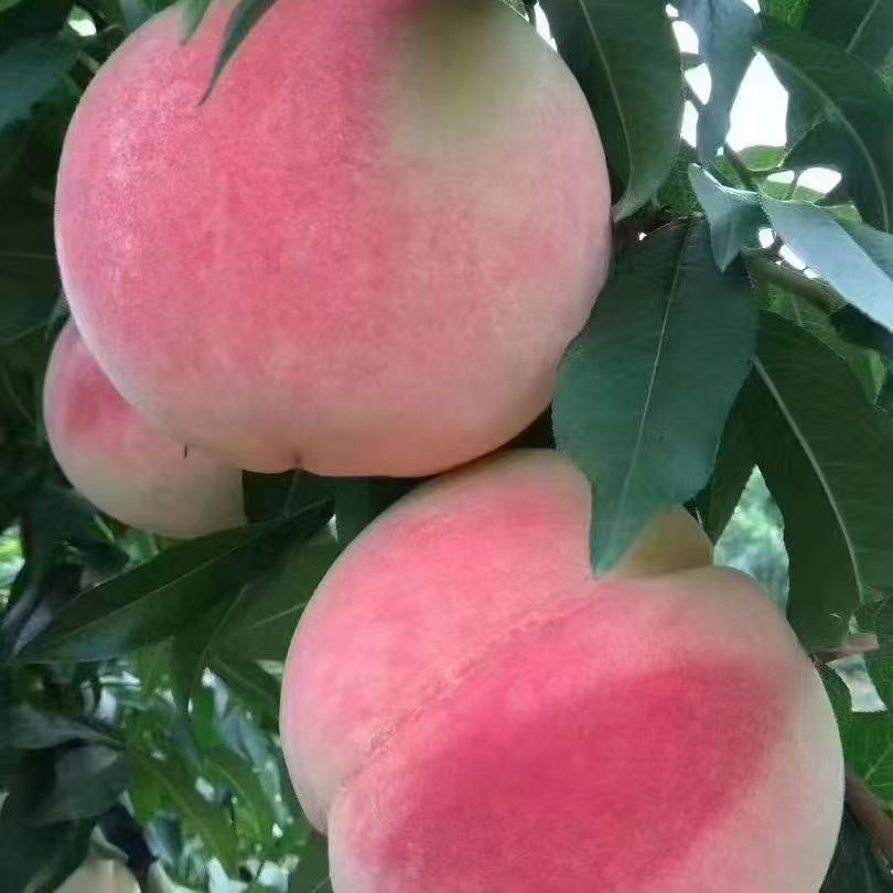 【产地直发】山东金秋红巨无霸露天脆桃脆软两吃现摘净重4.5斤