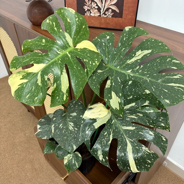 【有植依洒金龟背竹】洒金龟背竹室内观叶绿植新手好养美丽锦化热植