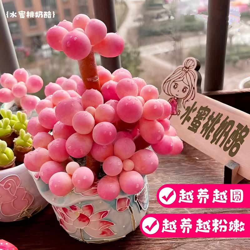 水蜜桃奶酪多肉阳台花卉桃蛋办公室好养学生版软糖罕见多肉