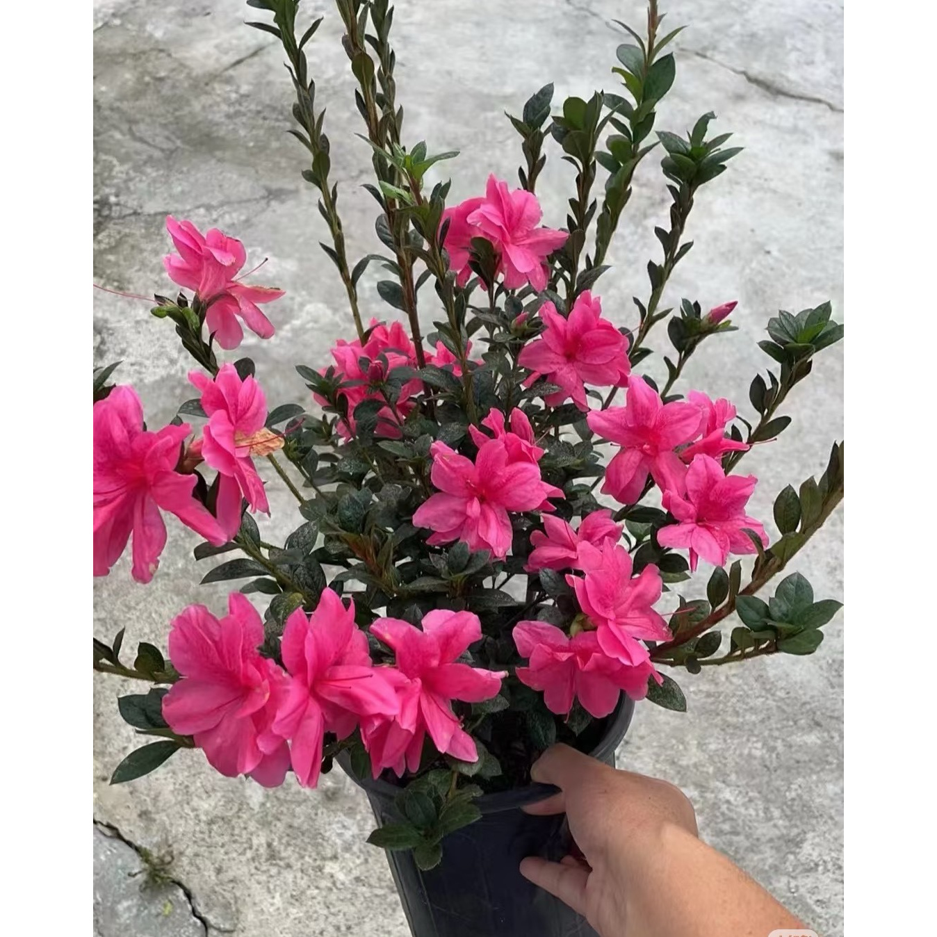 【新疆包邮】杜鹃花四季开花易养居家