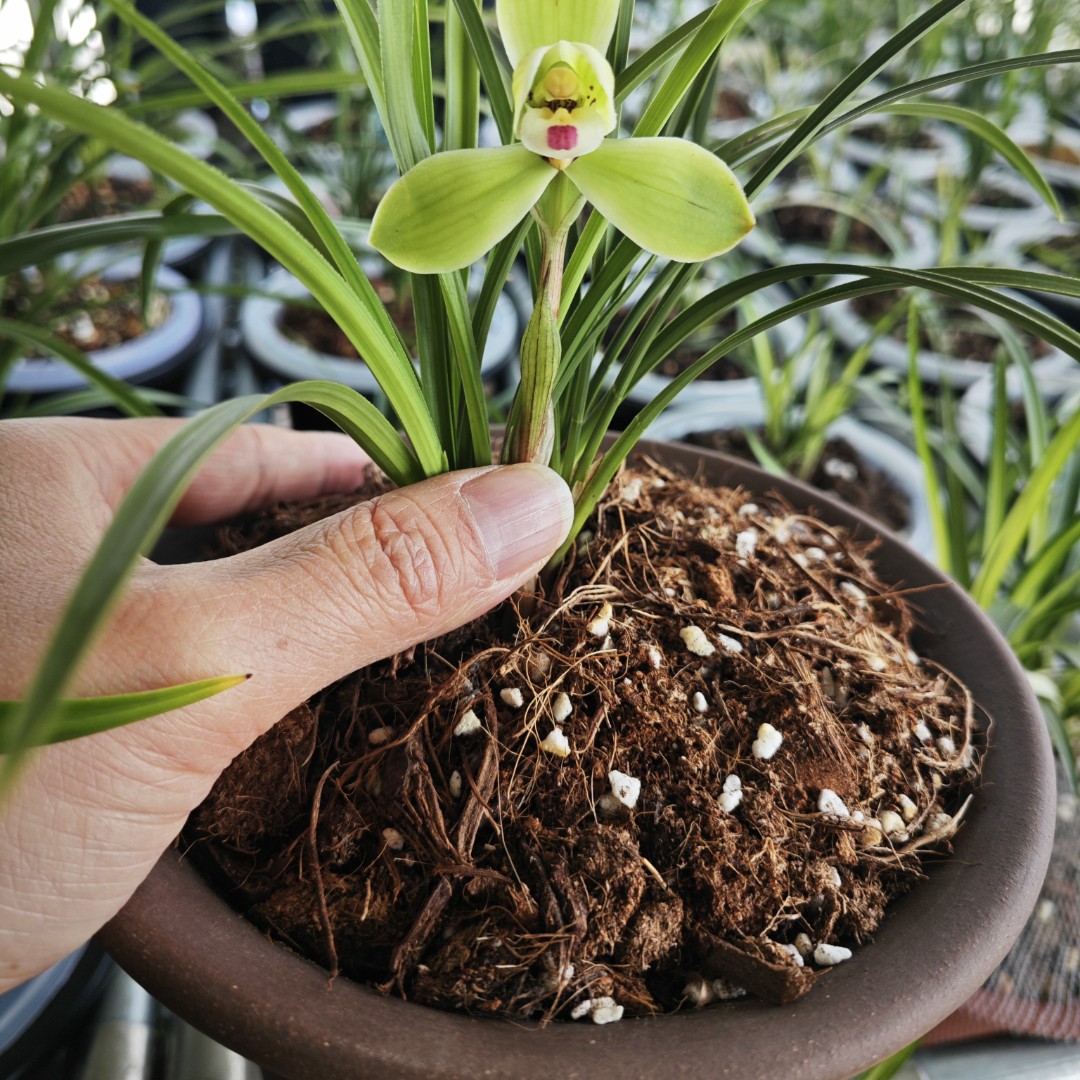 【抖音学养兰专用土】兰花土植料透气花土蝶兰君子兰有机配方疏松