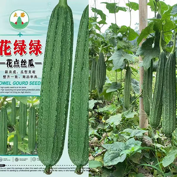 花绿绿丝瓜种子早熟耐寒广东花点肉丝瓜种节节有雌花大田基地种植