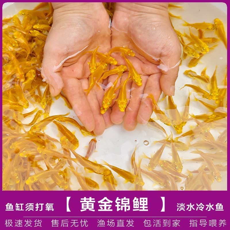 黄金锦鲤观赏鱼冷水鱼金鱼兰寿草金狮头龙晴小金鱼好养耐活饲料