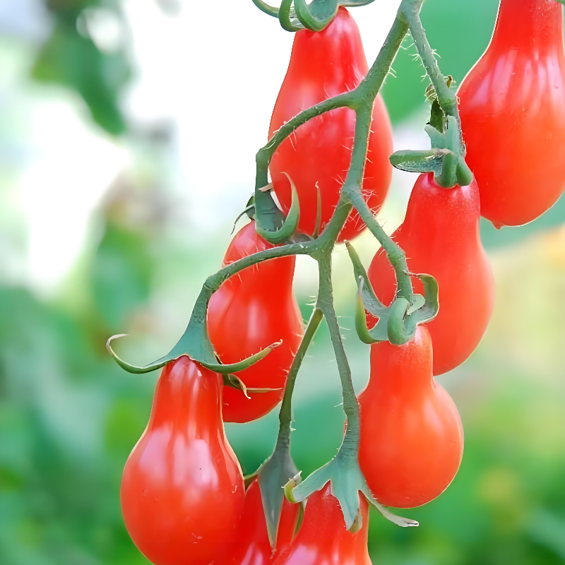 红洋梨小番茄小西红柿种子四季阳台小院盆栽家庭种植新型水果种子
