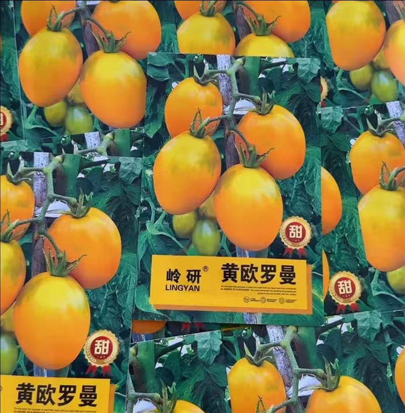 【黄欧罗曼柿子种子】四季种植盆栽地栽阳台小院种植