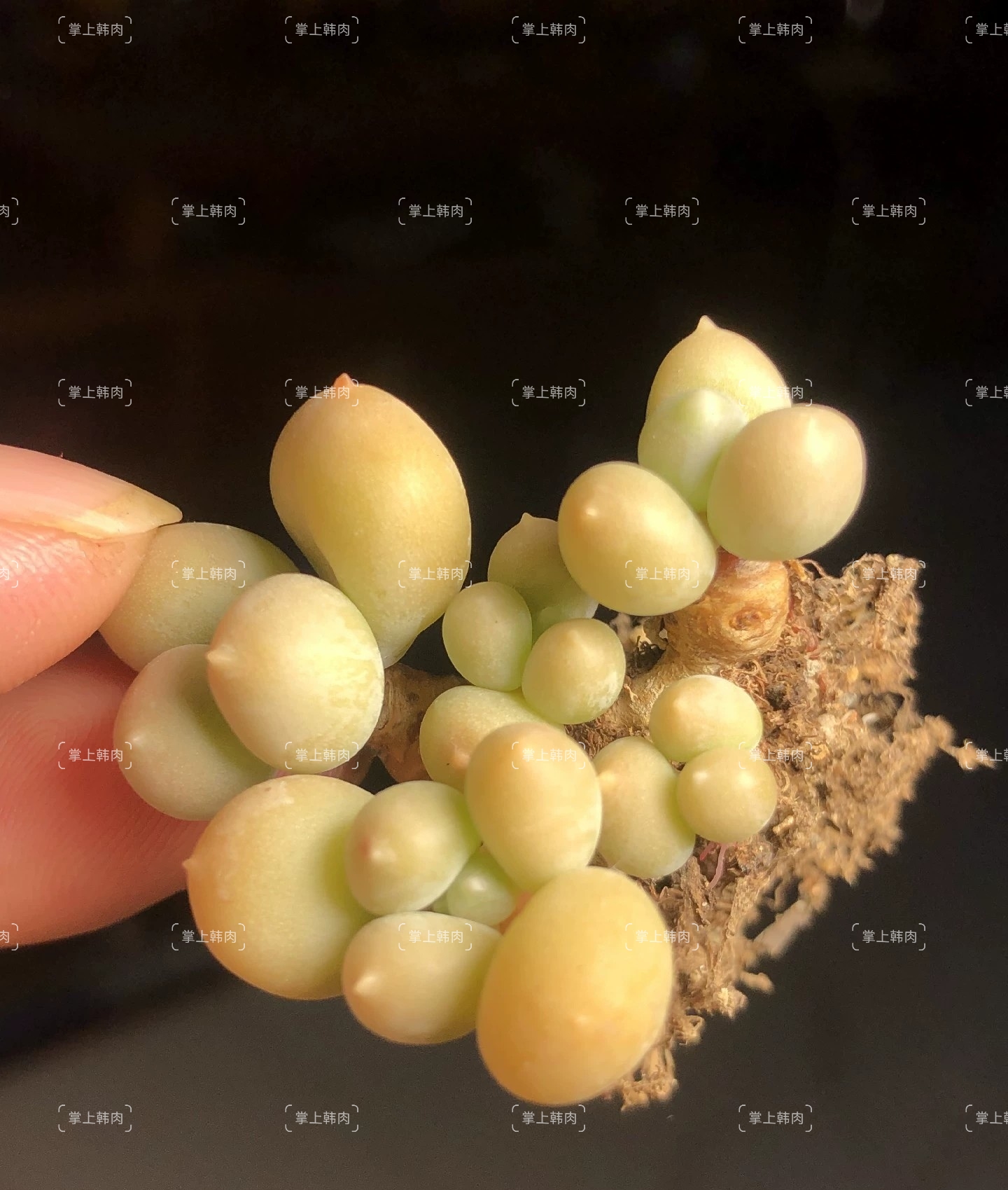 汉堡奶酪多肉奶酪韩版汉堡奶可以进来间挑