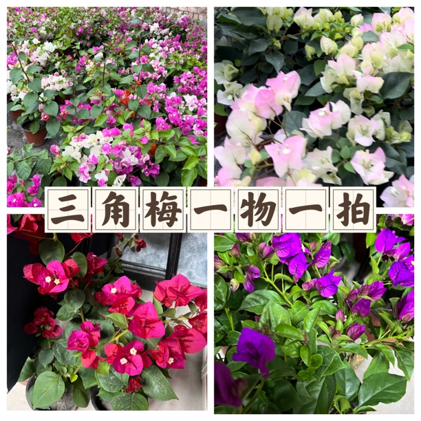 【新疆包邮】三角梅一物一拍专用链接！不留后四位自动作废