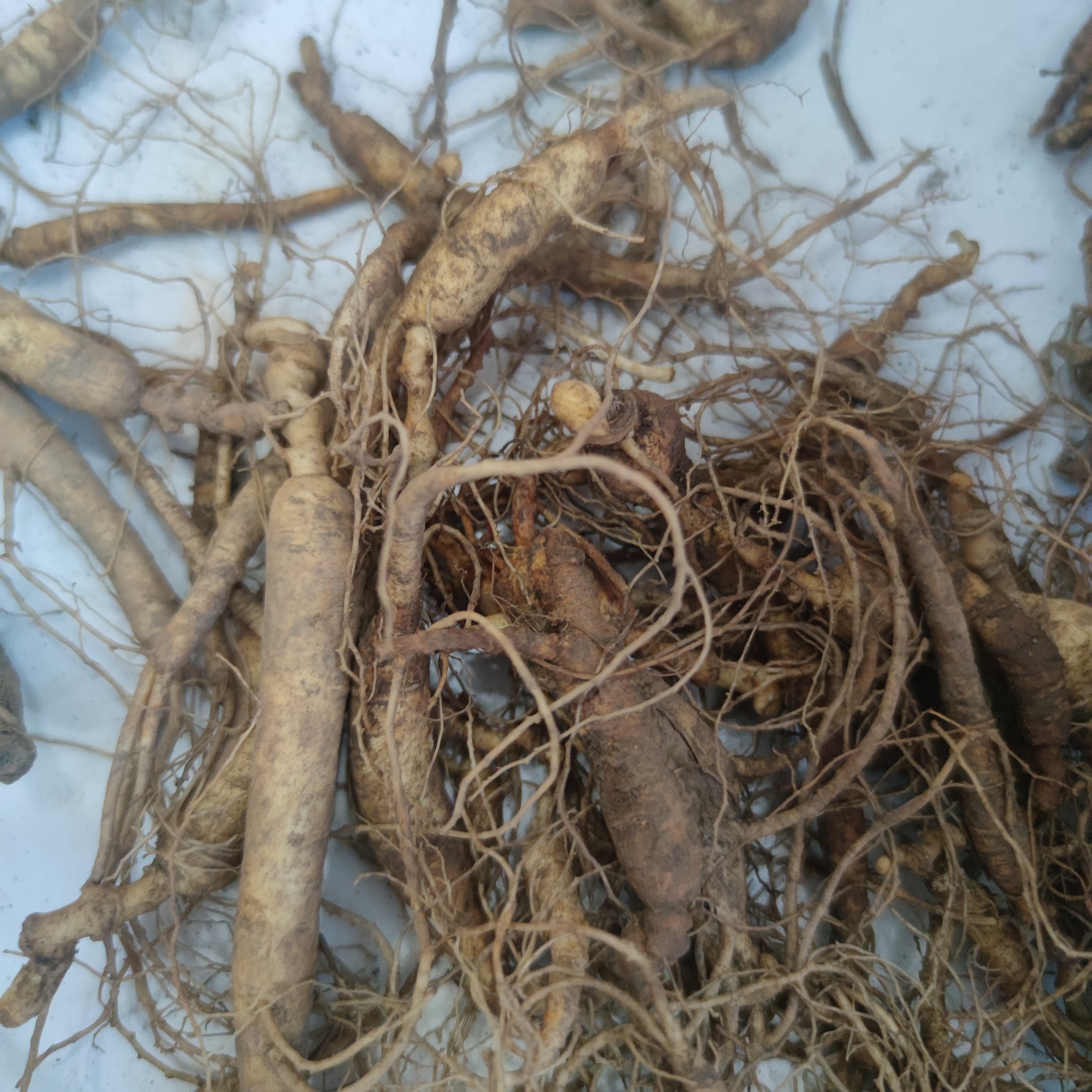 长白山原产地林下参吃货残参吃货新鲜适合中老年泡酒煲汤