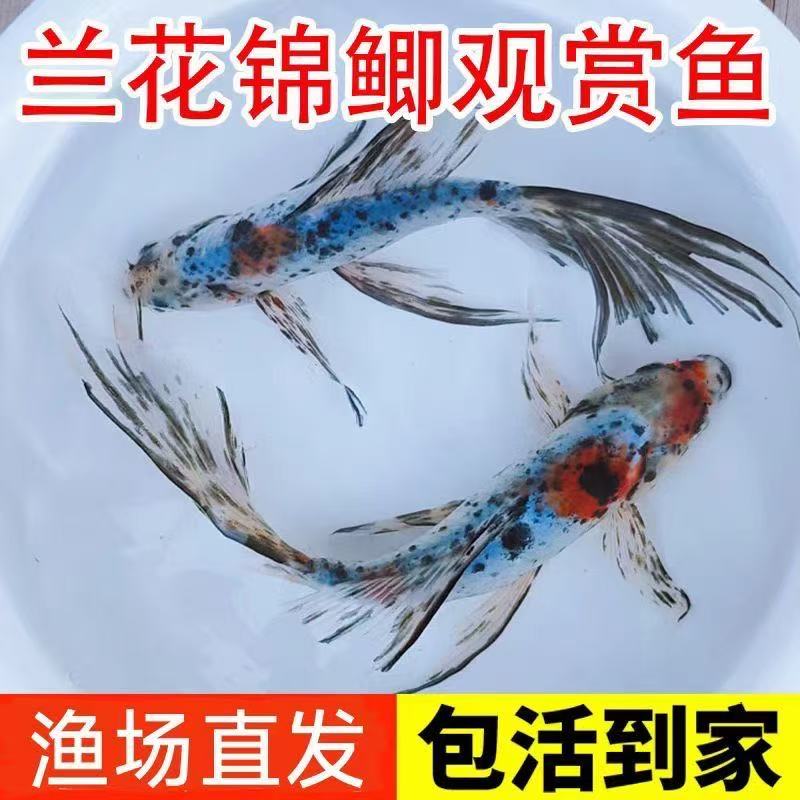 精品水墨兰花草4-6厘米9条冷水鱼好养耐活观赏鱼兰花草金鱼包邮