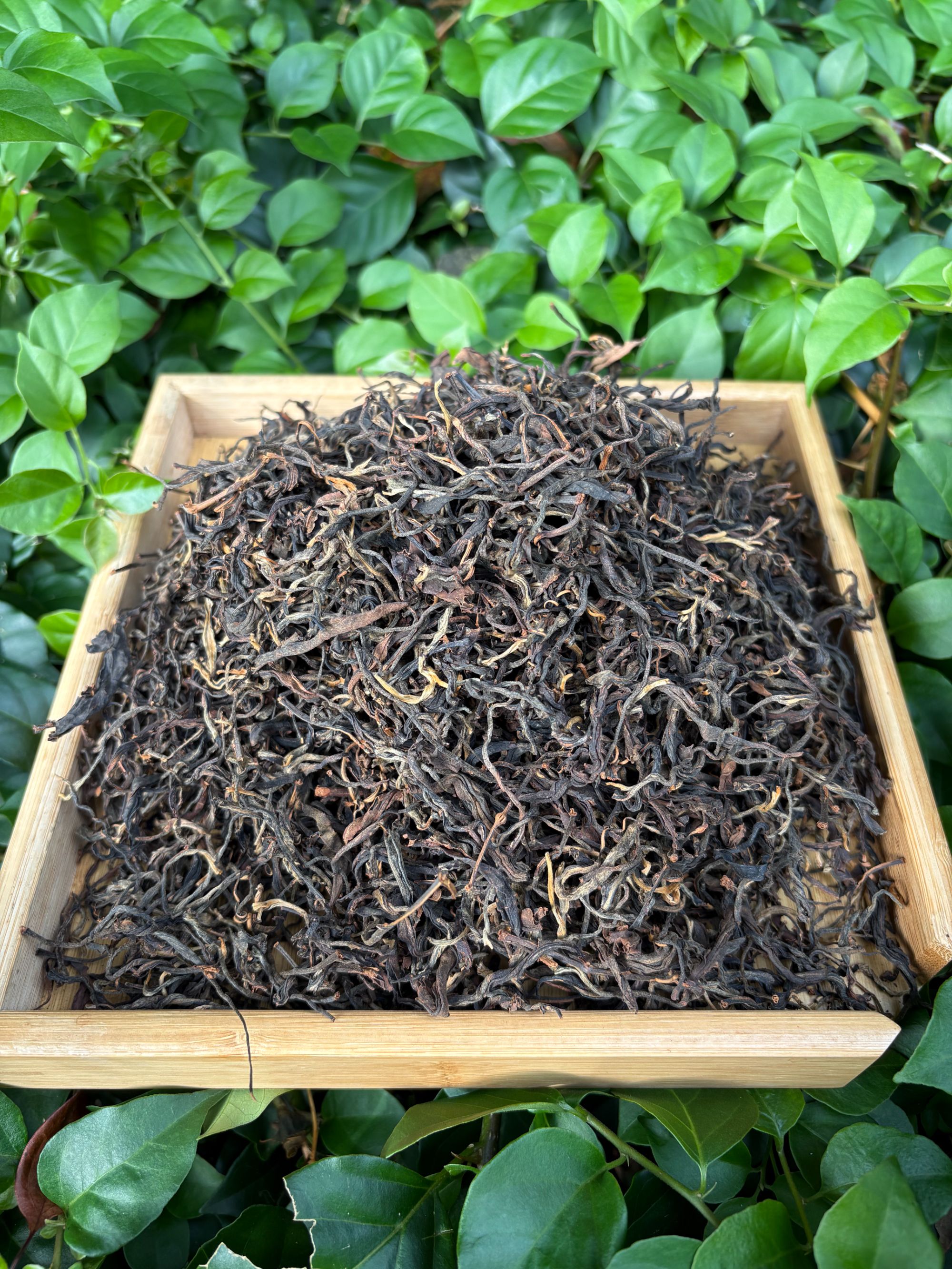 【2025年】勐宋红茶（散茶）