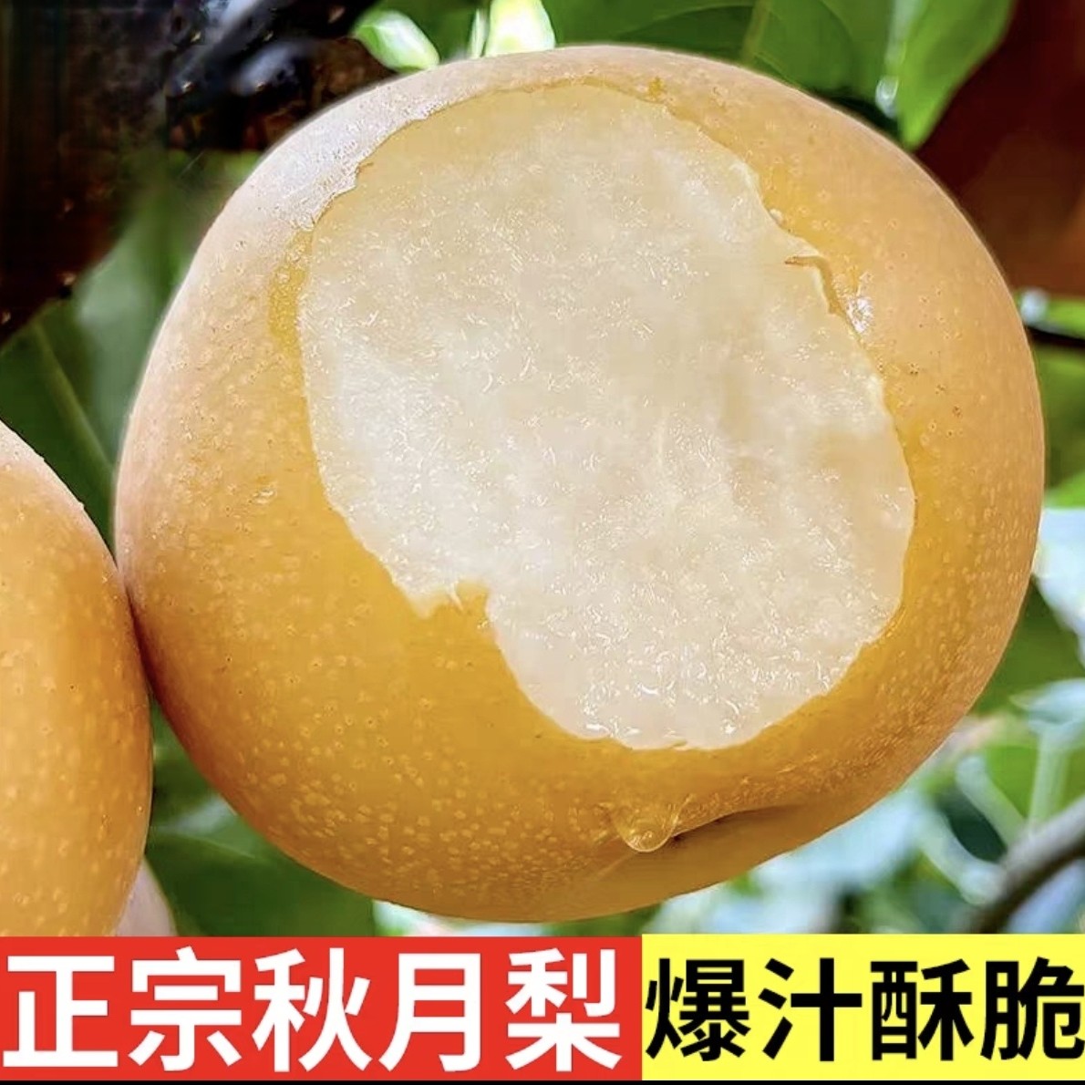 5斤正宗秋月梨脆甜多汁新鲜水果现摘现发