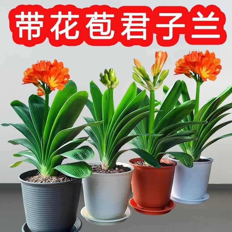 特惠开花君子兰盆栽带花苞花蕾大棵高档短叶室内客厅绿植花卉精品