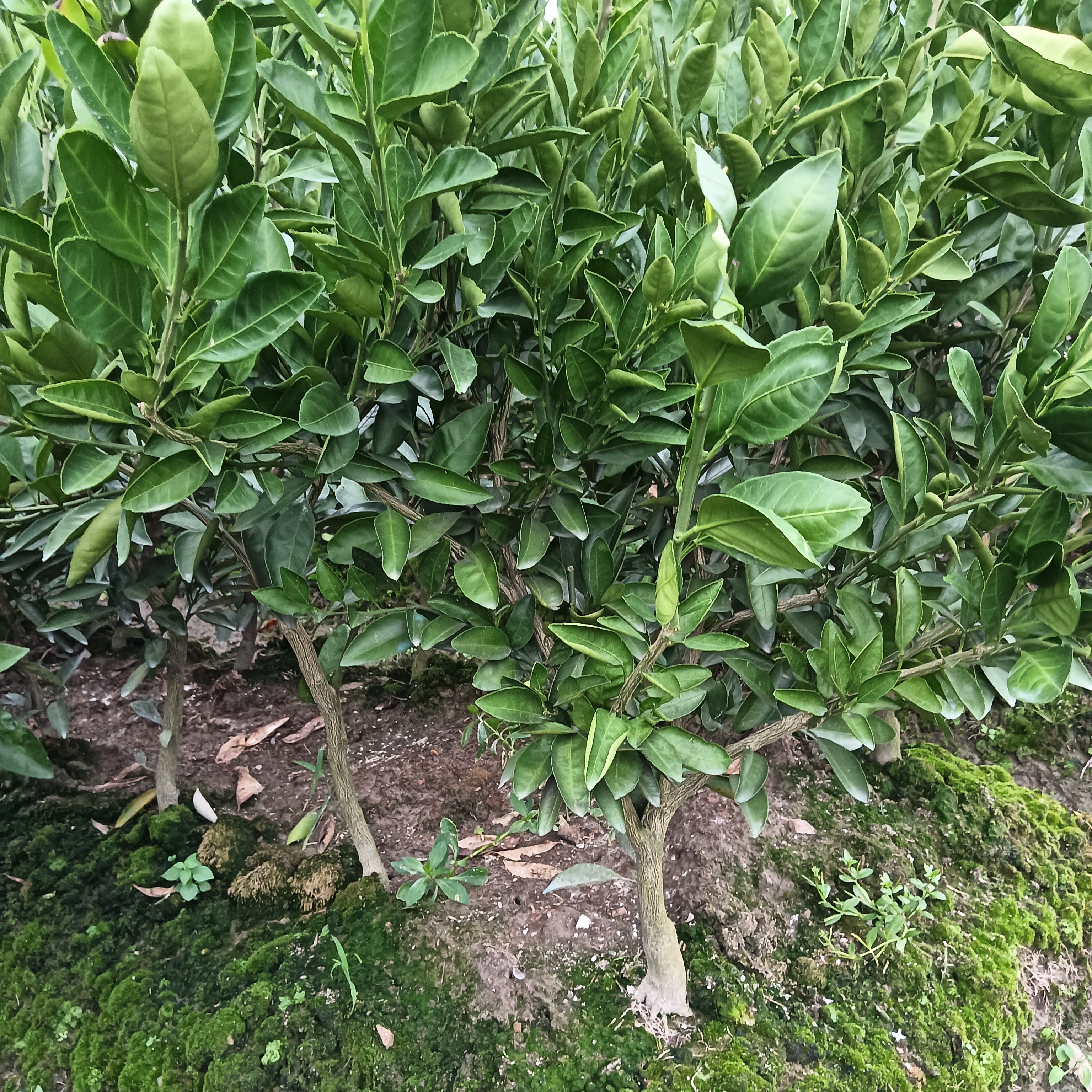 三年涌泉蜜桔苗，早熟宫川，适合盆栽地栽四季种植苗木