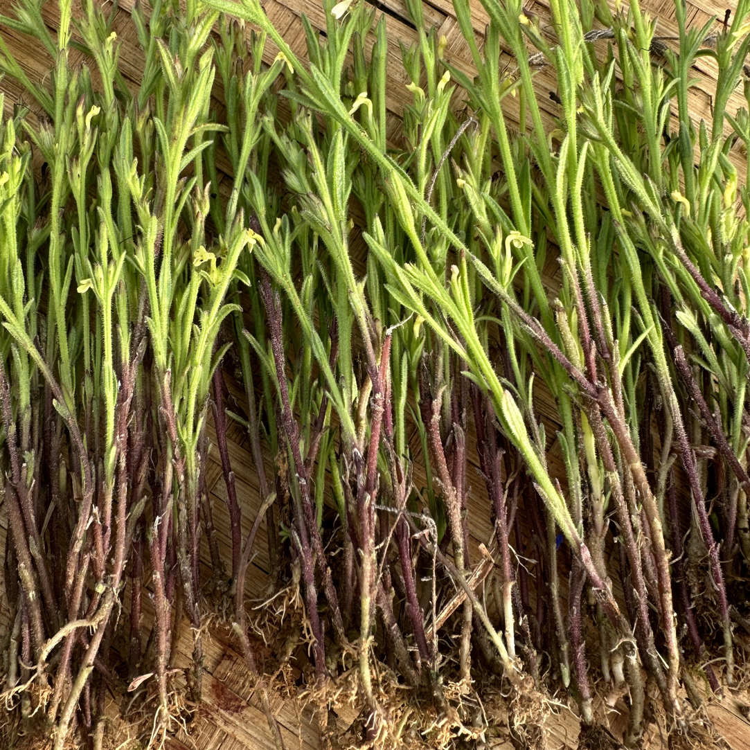 纯野生独脚金根茎叶小孩草煲汤食材农产品