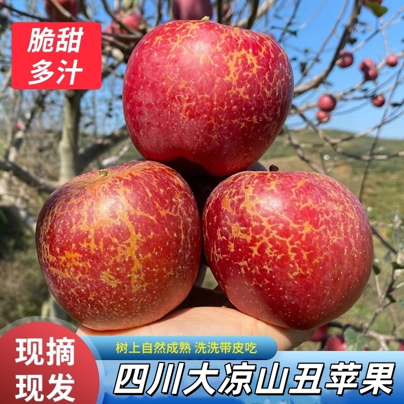 四川大凉山丑苹果果园现摘现发苹果当季新鲜苹果多汁水果高山苹果