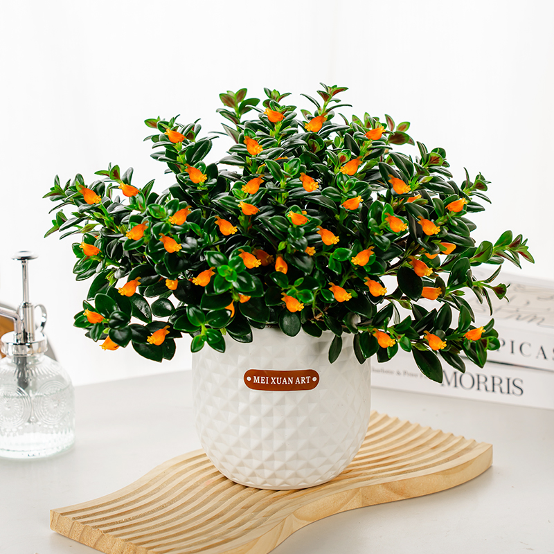 金鱼花吊兰盆栽带花苞发货土培植物室内阳台四季常青常年开花植物