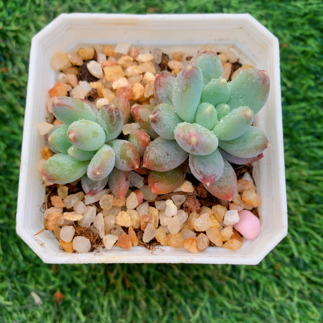 星月菩提双头4-7CM【花界草堂】精品多肉阳台盆栽新手易养一单包邮