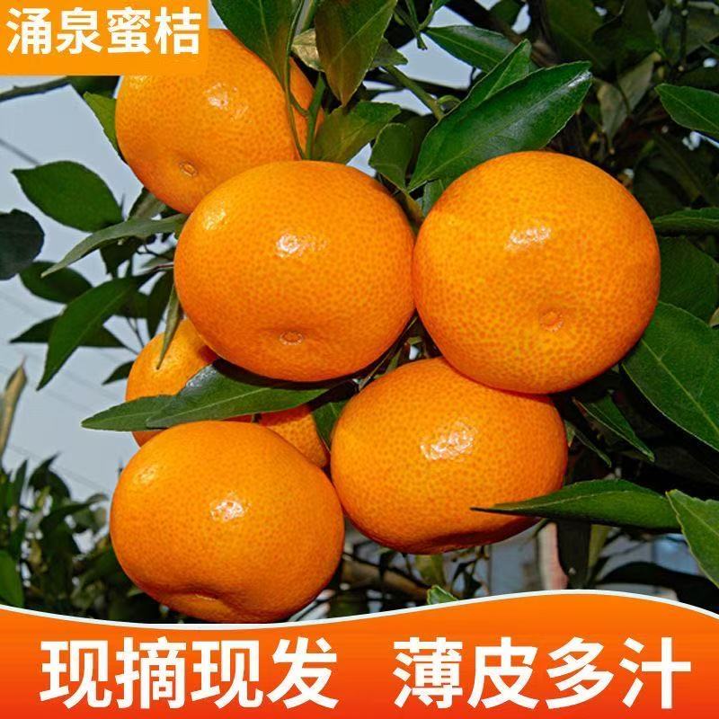 《临海涌泉蜜桔》颗粒包装新鲜采摘酸甜可口皮薄肉厚汁水足橘子桔子