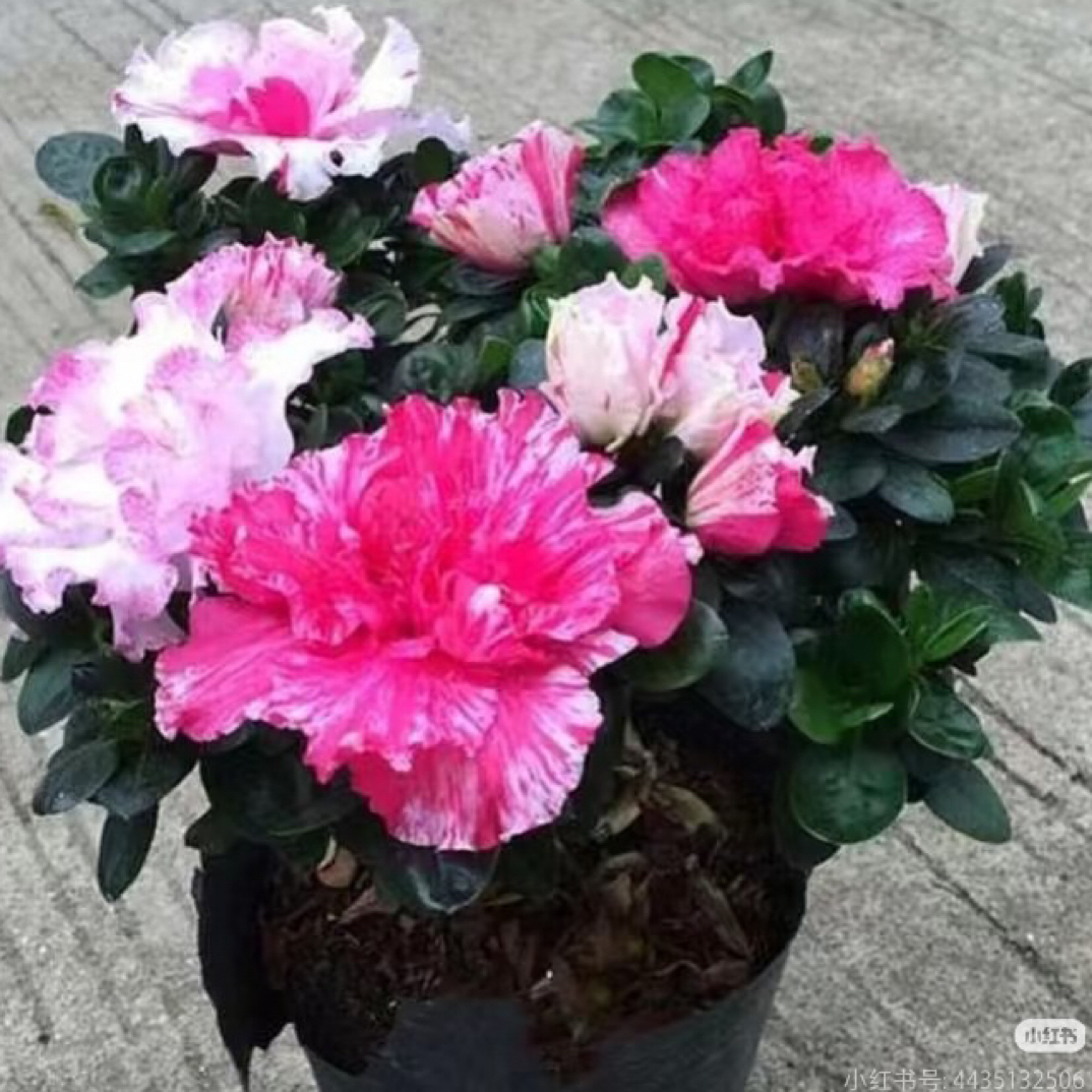 【五宝喷砂*杜鹃花】盆栽四季开花耐寒植物适合阳台