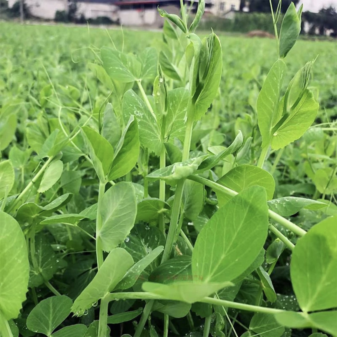 四川新鲜豌豆尖豌豆苗龙须菜火锅蔬菜时令农家现摘现发应季蔬菜