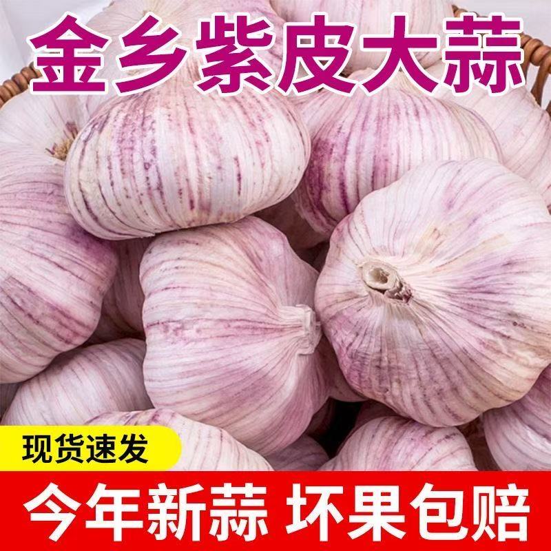 【到手25-30头】金乡紫白皮干大蒜新晒紫白皮干大蒜饱满香辣调味