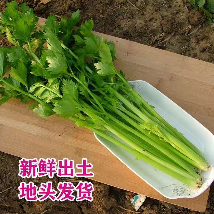 【现挖西芹】新鲜小西芹榨汁西芹水果西芹芹菜新鲜蔬菜生吃西芹低脂