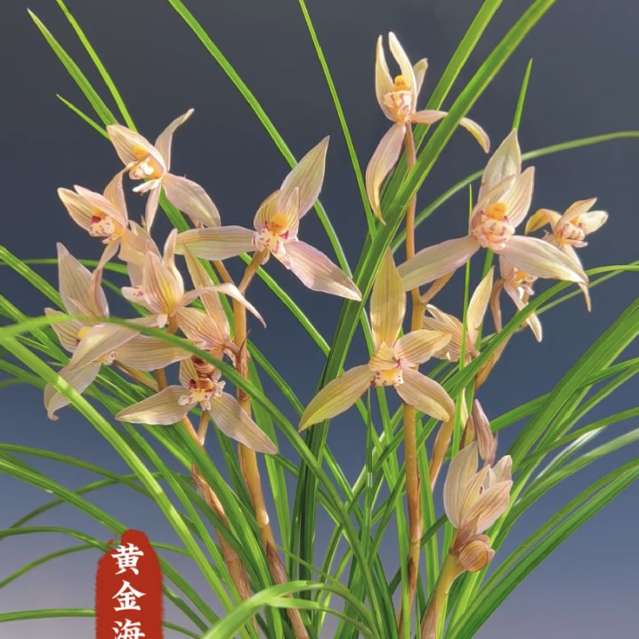 莲瓣兰领带花又名黄金海岸5苗连体云南原生老种顺丰包邮花期带花