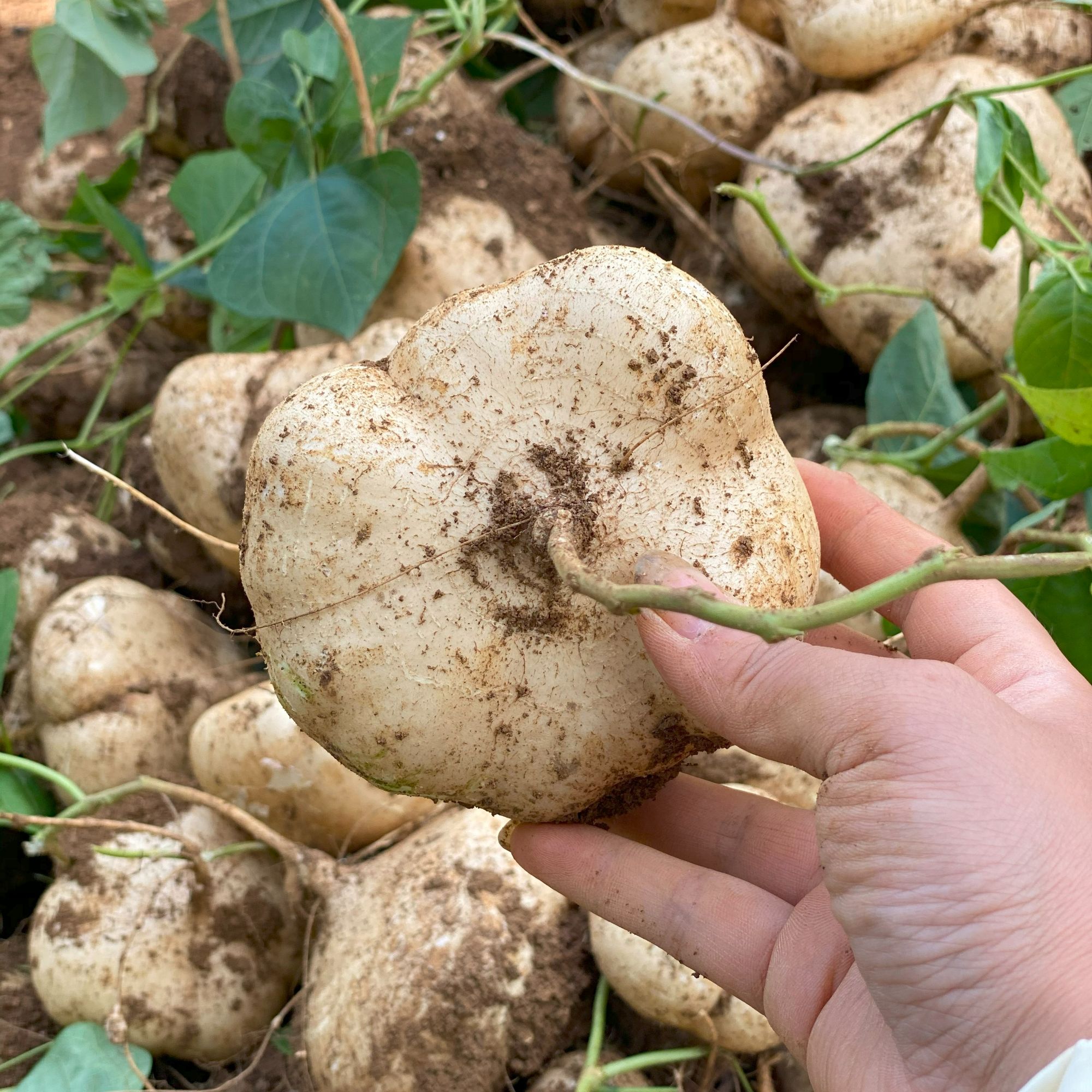 贵州新鲜现挖地萝卜凉薯脆甜多汁可生吃的蔬菜水果地萝卜