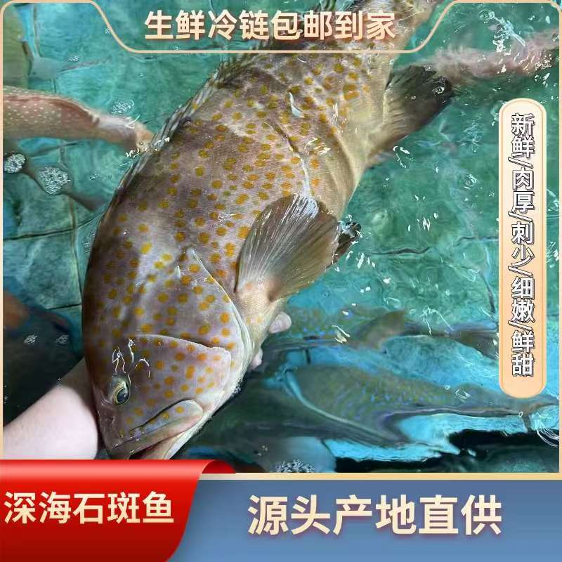 东山岛【深海石斑鱼】深海野生海钓 石斑鱼肉厚味美
