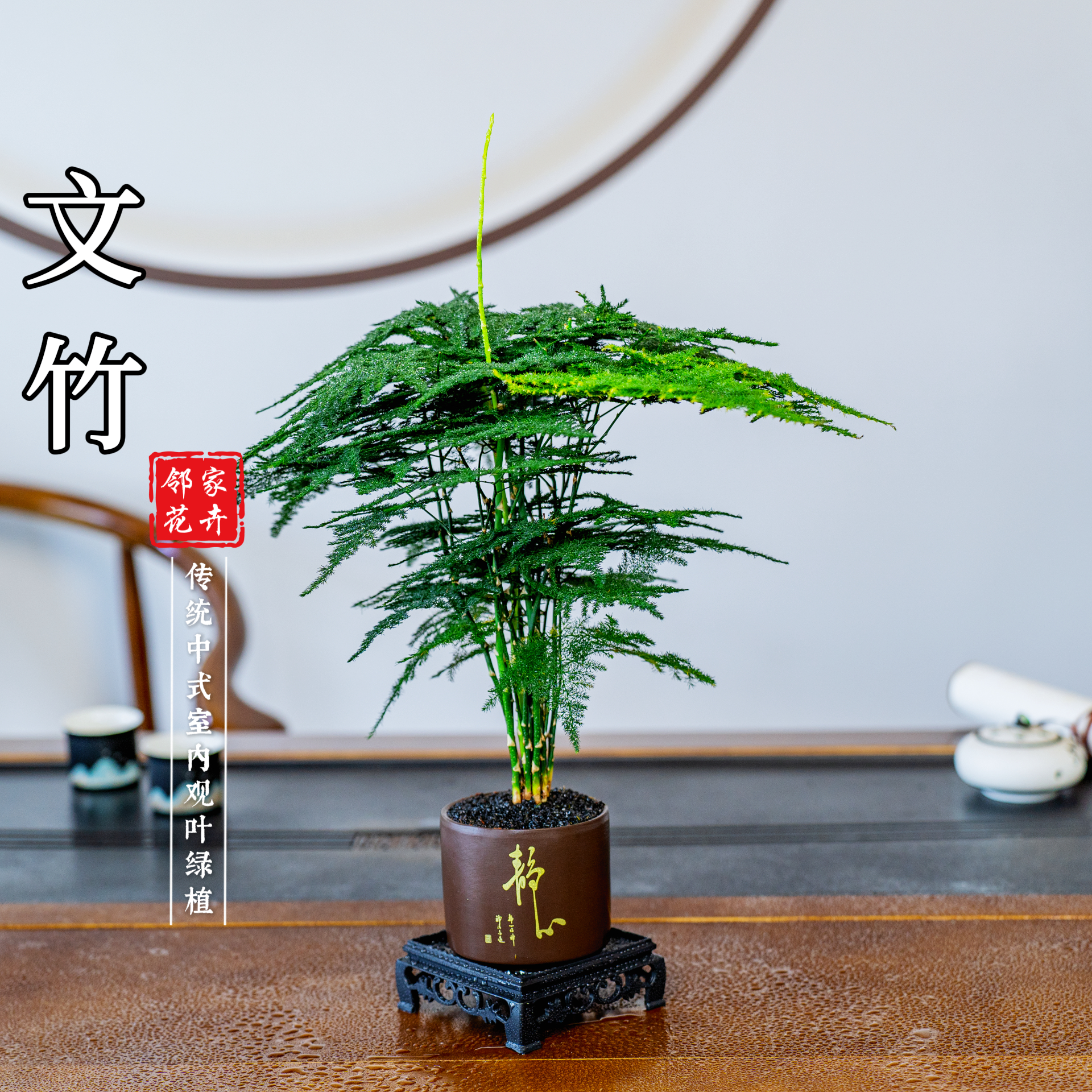 【静字紫砂盆】文竹盆景植物迷你盆景四季常青禅意绿植室内好养盆栽