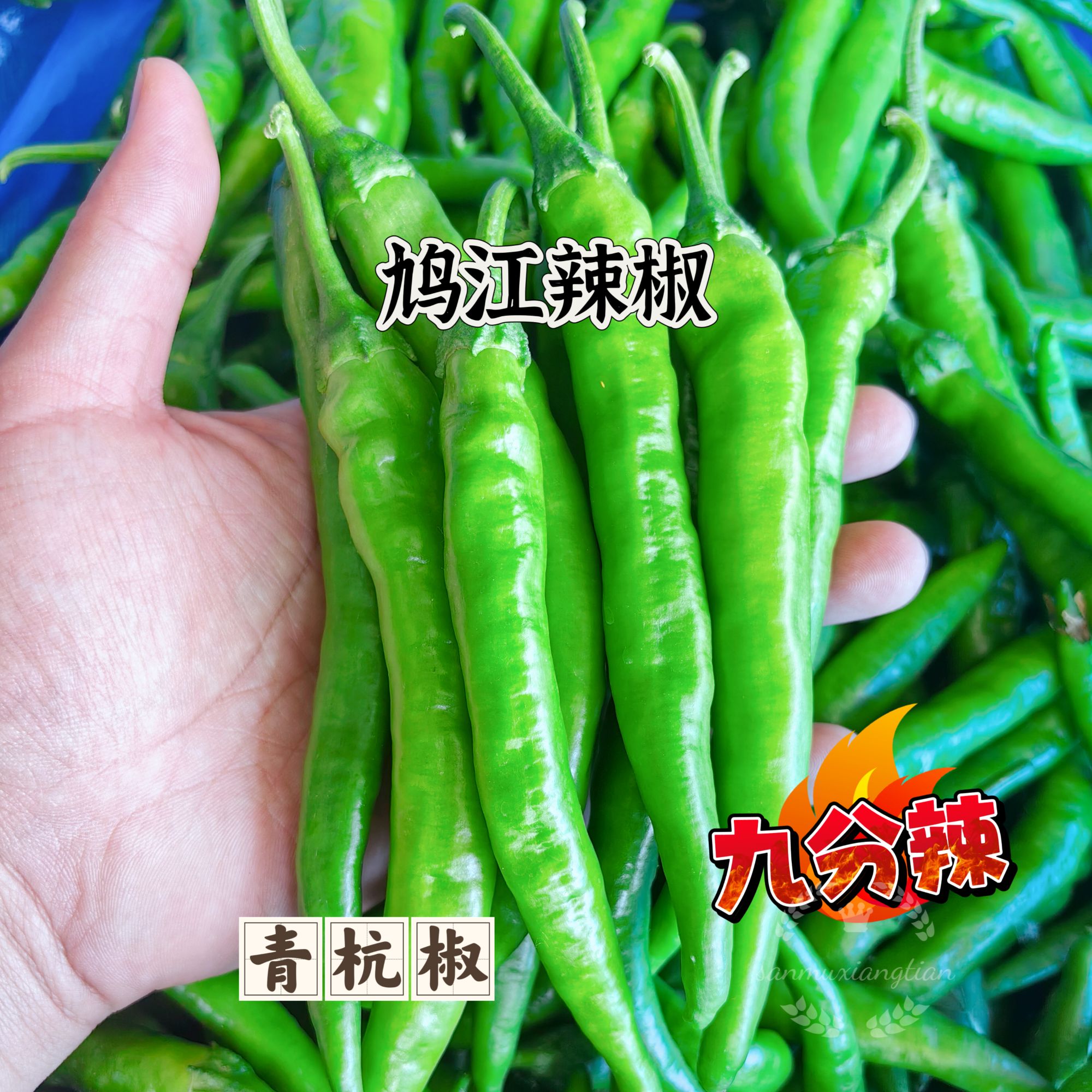 [青杭椒]芜湖本地辣椒高辣青杭椒香辣入味杭椒青尖椒农户现摘