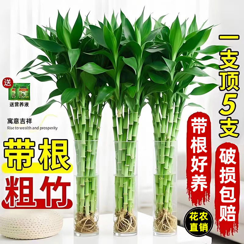 带根富贵竹70-80公分水培植物好养客厅绿植盆栽水养室内花卉