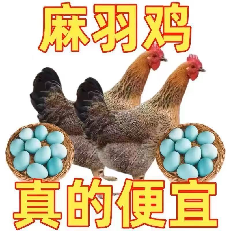 【顺丰】散养黑脚麻羽土鸡长尾鸡宠物鸡一斤左右买四送三