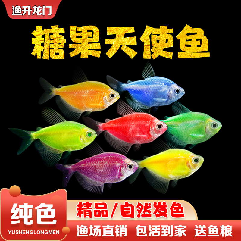天使活体观赏鱼七彩鱼好养淡水鱼群游荧光绿衣五彩小型热带鱼批发