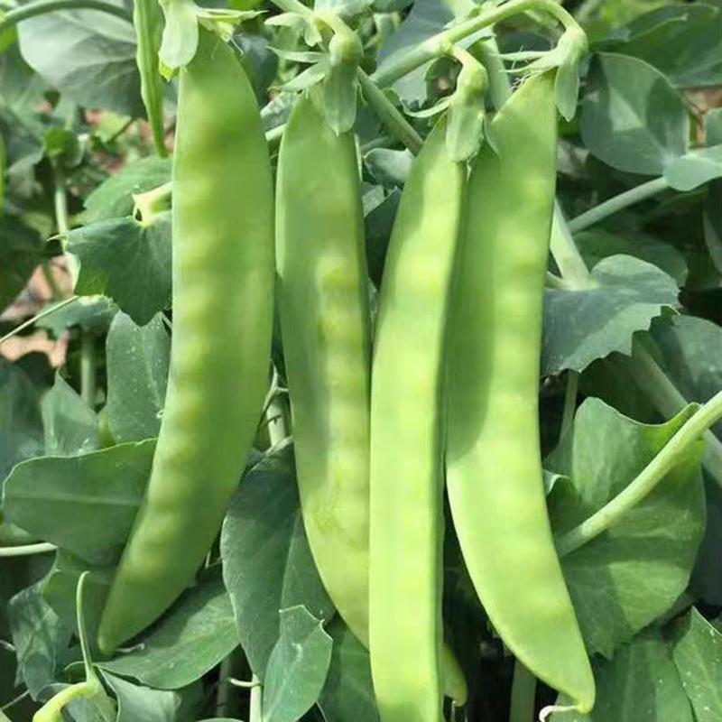 【不搭架双花双荚荷兰豆种子】吃荚菜豌豆高产耐寒秋冬蔬菜种子早熟